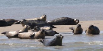 zeehonden op de waddeneilanden rusten uit