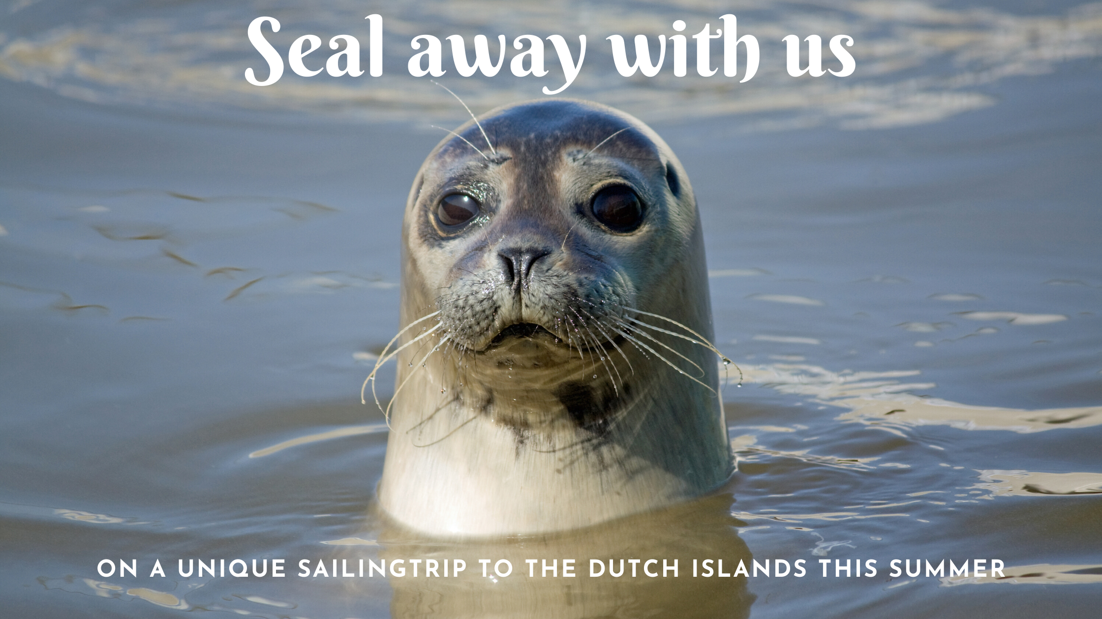 Seal in the Wadden Sea 
