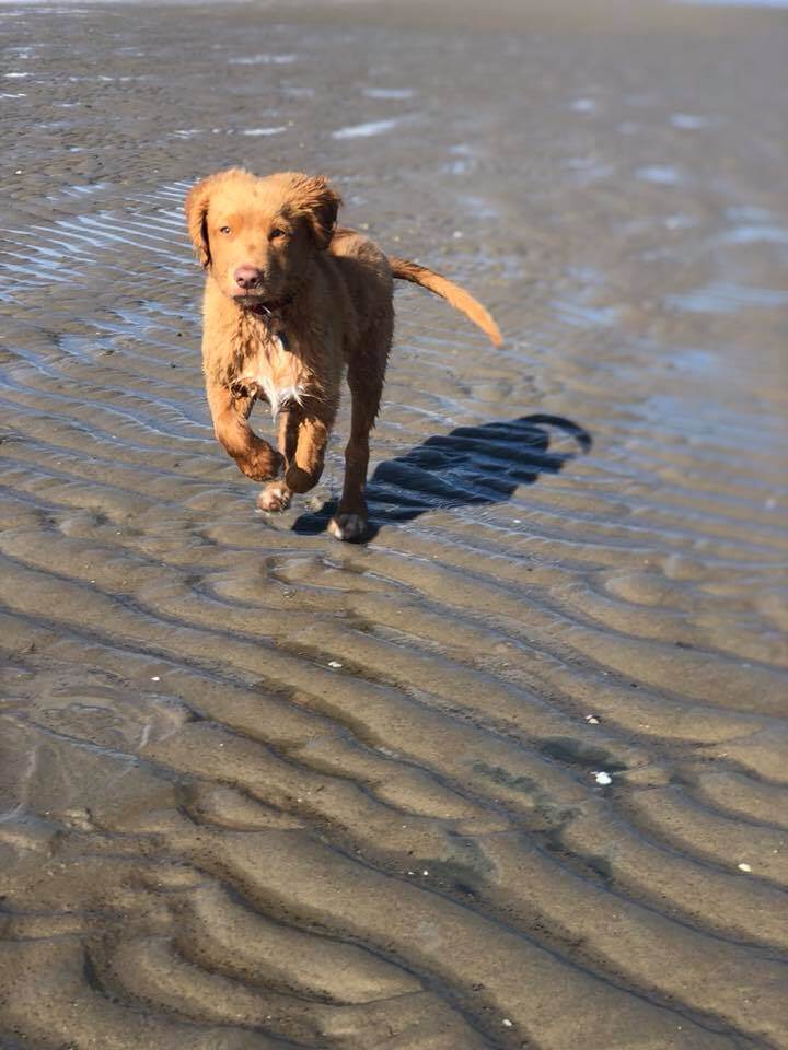 Puppy op een zandbank