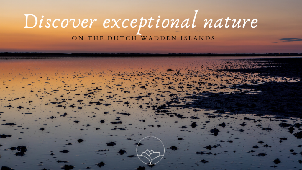 Discover exceptional nature on the Dutch Wadden islands